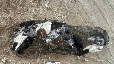 Голуби, яких, за даними слідства, вкрали чоловіки
