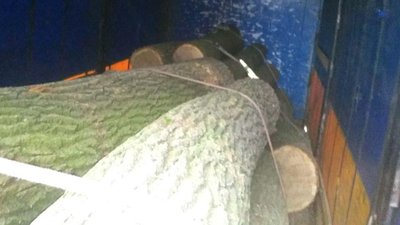 Віз дубові колоди: на Рівненщині правоохоронці шукають хто й де зрізав дерева Віз дубові колоди: на Рівненщині правоохоронці шукають хто й де зрізав дерева