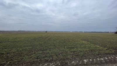 Озимина 2024: який стан посівів пшениці, ячменю та ріпаку на Полтавщині Озимина 2024: який стан посівів пшениці, ячменю та ріпаку на Полтавщині