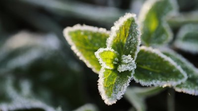 Херсонщина, весна, заморозки