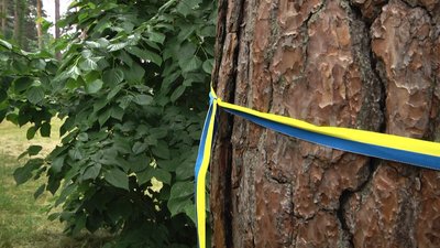 Будівництво урбан-парку у житомирському гідропарку заморозили Будівництво урбан-парку у житомирському гідропарку заморозили