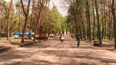 "У місті це безпечно": що не так із червоними дубами, які садять у черкаських парках "У місті це безпечно": що не так із червоними дубами, які садять у черкаських парках