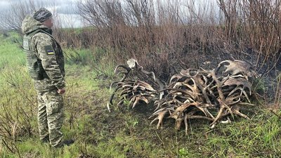 Троє чоловіків намагалися вивезти з Чорнобильської зони 150 кг лосячих рогів Троє чоловіків намагалися вивезти з Чорнобильської зони 150 кг лосячих рогів