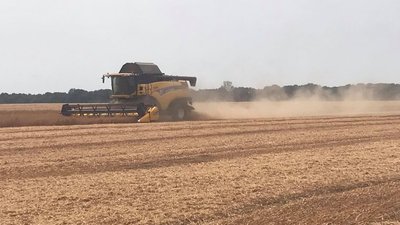 Жнива на Вінниччині — як вродили озимі ячмінь, пшениця і горох