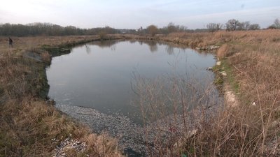 У водоймі в Рівному виявили мертву рибу У водоймі в Рівному виявили мертву рибу