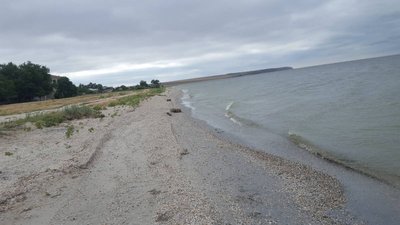 Фактів масової гибелі бичка у Дніпро-Бузькому лимані на Херсонщині комісія не виявила