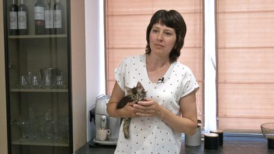 Евакуйований кіт Кавун із Херсонщини знайшов домівку в Луцьку Евакуйований кіт Кавун із Херсонщини знайшов домівку в Луцьку