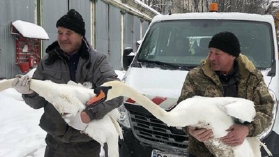 Чоловіки тримають лебедів