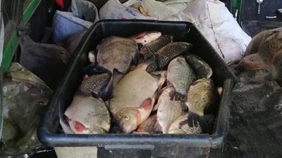 Десяток мішків із рибою. У Канівському природному заповіднику впіймали браконьєрів