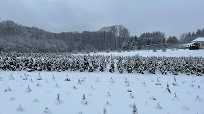 Ялинки, які вирощують на Тернопільщині на території лісництва. Грудень 2023. Тернопіль Ялинки, які вирощують на Тернопільщині на території лісництва. Грудень 2023. Тернопіль