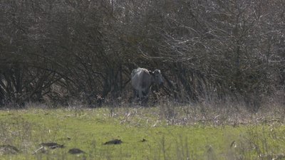 У містечку на Тернопільщині худоба без припону ходить селищем У містечку на Тернопільщині худоба без припону ходить селищем