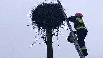 На Рівненщині рятували лелеченят, що випали з гнізда На Рівненщині рятували лелеченят, що випали з гнізда
