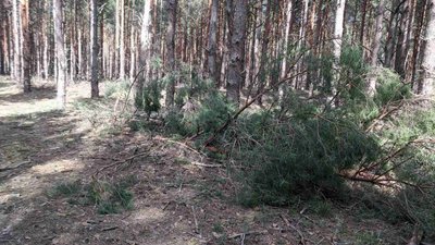"Чорні лісоруби" продовжують орудувати на Херсонщині