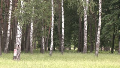 На Сумщині заборонено ходити до лісу: як ставляться до вимог місцеві мешканці На Сумщині заборонено ходити до лісу: як ставляться до вимог місцеві мешканці