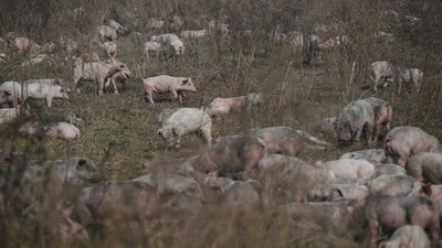 Ферма на Харківщині