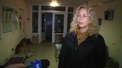 У Житомирі безоплатно стерилізують безпритульних тварин, а також тварин, яких утримують переселенці У Житомирі безоплатно стерилізують безпритульних тварин, а також тварин, яких утримують переселенці