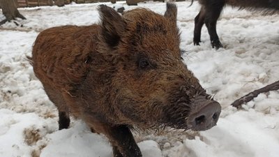 У лісах Полтавщини проживає понад 90 тисяч хутрових звірів та пів мільйона птахів