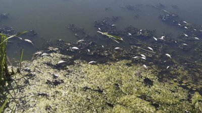 Екоінспектори обрахували збитки, нанесені довкіллю через загибель риби у річці Тетерів у Житомирі