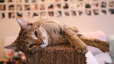 Озброєний австралієць захопив притулок для тварин, щоб забрати свого кота