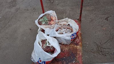 Житомирянин утримує 27 собак: є нарікання, що тварини голодують і нестерилізовані