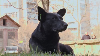 У Токмаку Запорізької області заборонили підгодовувати вуличних тварин