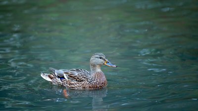 У Кропивницькому заборонили купатися у водоймах на період воєнного стану