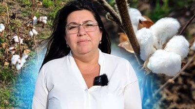 На Миколаївщині зібрали перший пробний урожай бавовнику