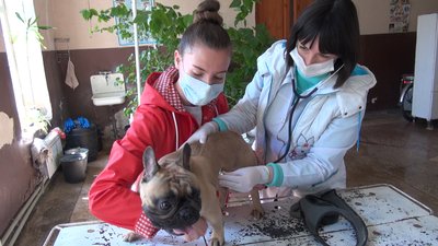 Як в умовах карантину працює ветлікарня у Бахмуті