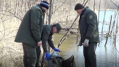 Жолуді зі ставка – новинка черкаських лісників Жолуді зі ставка – новинка черкаських лісників