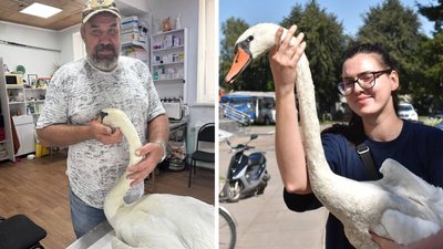 Військовий та поліцейські врятували лебедів: вони отримують допомогу на Полтавщині