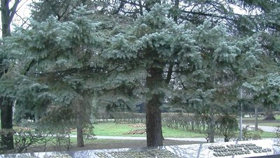 Всохлі, уражені, аварійні: у Луцьку до кінця року поменшає дерев