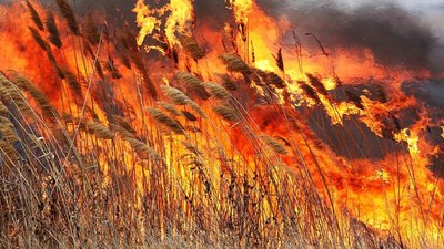 На Тернопільщині за добу рятувальники гасили шість пожеж сухої трави