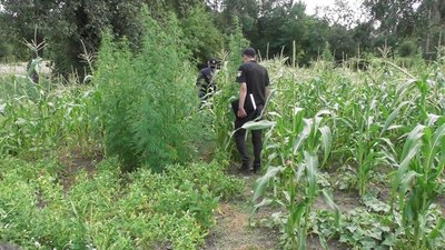 На Черкащині поліцейські ліквідували дві ділянки коноплі