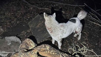 Бійці ДСНС врятували чотирьох собак з підземної пастки Бійці ДСНС врятували чотирьох собак з підземної пастки