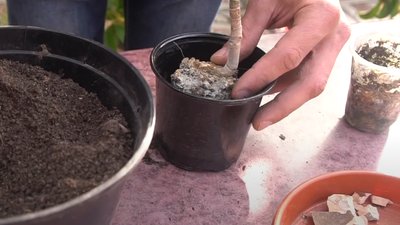 У Запорізькому ботанічному саду розквітло грошове дерево У Запорізькому ботанічному саду розквітло грошове дерево