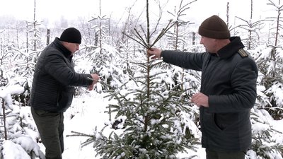 Живі сосни і ялинки: скільки дерев заготували до свят лісгоспи Рівненщини