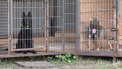 На Харківщині ветеран відкрив кінологічний центр. Як тренують собак для пошуку мін