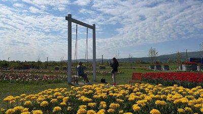 Понад три мільйони тюльпанів, дитячі гірки та фотозони. У громаді на Буковині зацвіло тюльпанове поле Понад три мільйони тюльпанів, дитячі гірки та фотозони. У громаді на Буковині зацвіло тюльпанове поле