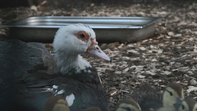 Поповнення у зоопарку Поповнення у зоопарку