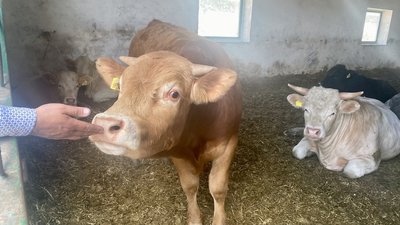 На Житомирщину перевезли чотириста корів з Харківщини та Херсонщини На Житомирщину перевезли чотириста корів з Харківщини та Херсонщини