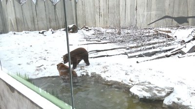 ведмеді ведмеді