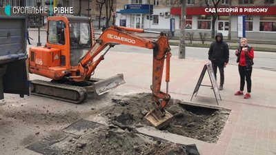 Таких ще не було: у Рівному висадили тюльпановидні дерева Таких ще не було: у Рівному висадили тюльпановидні дерева