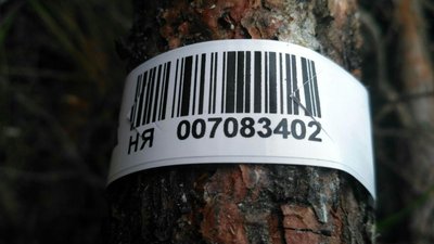 Як у волинському лісгоспі заготовлюють новорічні ялинки Як у волинському лісгоспі заготовлюють новорічні ялинки