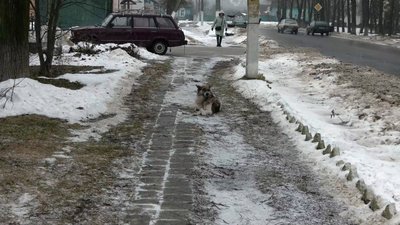 Собака на одній із вулиць прикордонної Семенівки на Чернігівщині Собака на одній із вулиць прикордонної Семенівки на Чернігівщині