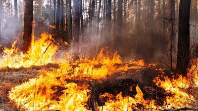 65 виїздів за добу. Рятувальники Одещини гасили пожежі в екосистемах
