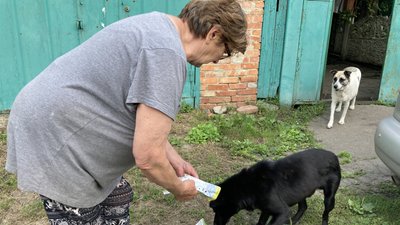 волонтери допомагають собакам волонтери допомагають собакам