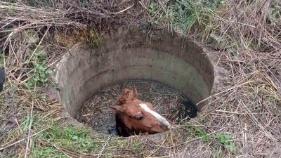 На Київщині рятувальники дістали коня з колодязя