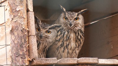 Рівненський зоопарк шукає волонтерів на вихідні та святкові дні