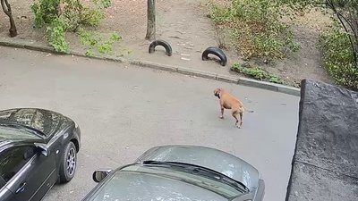 собака, стаф, Дніпро