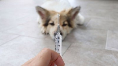 У Маняві проводять профілактичну вакцинацію тварин через підтвердження сказу у собаки
